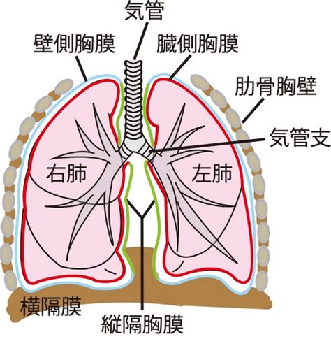 肺 位置|肺の解剖と機能について